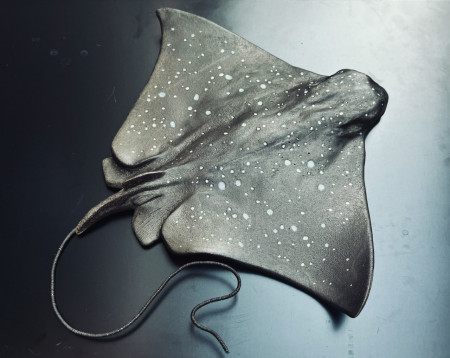 Spotted eagle ray